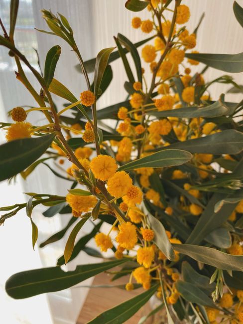 A close-up of a floral arrangement featuring bright yellow mimosa flowers with rounded, pom-pom-like blossoms, complemented by long, slender green leaves with a glossy texture. The flowers are densely