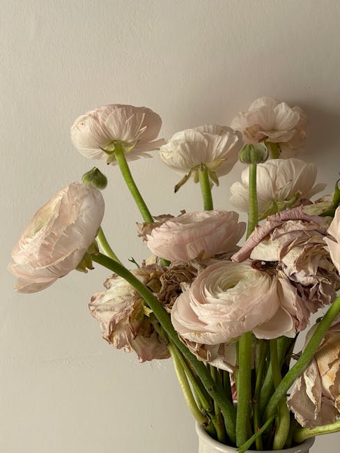 A bouquet of pale pink and cream ranunculus flowers with delicate, layered petals and green stems, arranged in a glass vase. Some flowers appear slightly wilted with petals showing signs of browning,