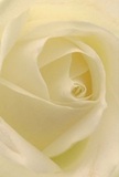 This image gently immerses you into the heart of a cream-tinted rose, arranged by Paddington's skilled florists with an eye for timeless beauty. The petals spiral softly inward, as if shielding a closely held secret-each glistening with the soft sheen of morning on freshly cut blooms, reminiscent of the calm that settles along Paddington Basin at dawn. Subtle shadows curve between featherlight folds, lending depth and a touch of quiet drama, while the entire composition exudes an aura of peace and new beginnings. The atmosphere is serene, like the promise of a thoughtful gesture shared within the welcoming Paddington community. Florists here recognize this rose as a pure symbol for expressions of sympathy, admiration, or the marking of special chapters in life. Imagine the delicate, graceful scent as it delicately fills the room-an understated reminder of thoughtful intent and expert craft. This perspective draws you not just into the flower, but into the artistry and heartfelt care that define every Paddington Flowers creation, crafted to be cherished on life's most meaningful days.